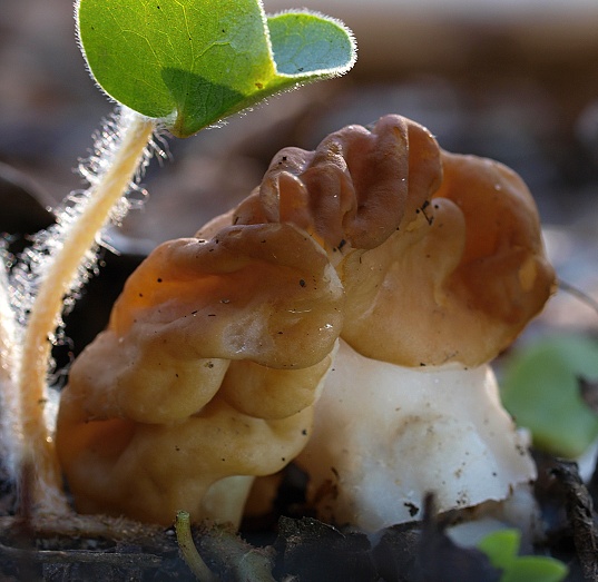 ušiak Gyromitra sp.