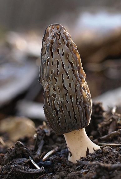 smrčok kužeľovitý Morchella conica Pers.