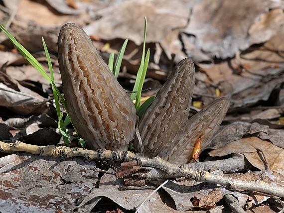 smrčok vysoký Morchella elata Fr.