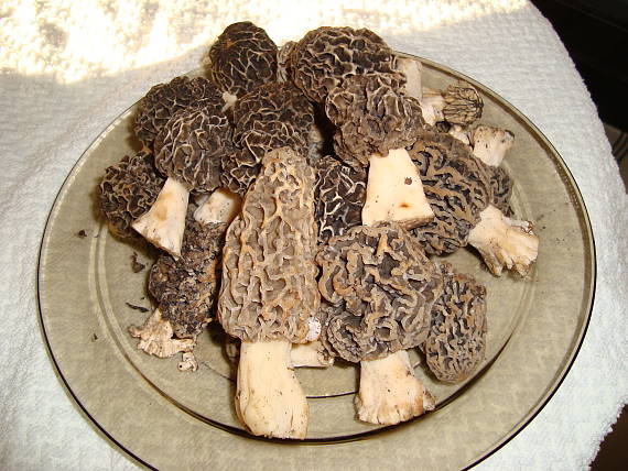 smrčok jedlý Morchella esculenta (L.) Pers.