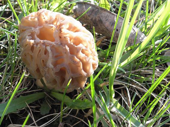 smrčok jedlý Morchella esculenta (L.) Pers.