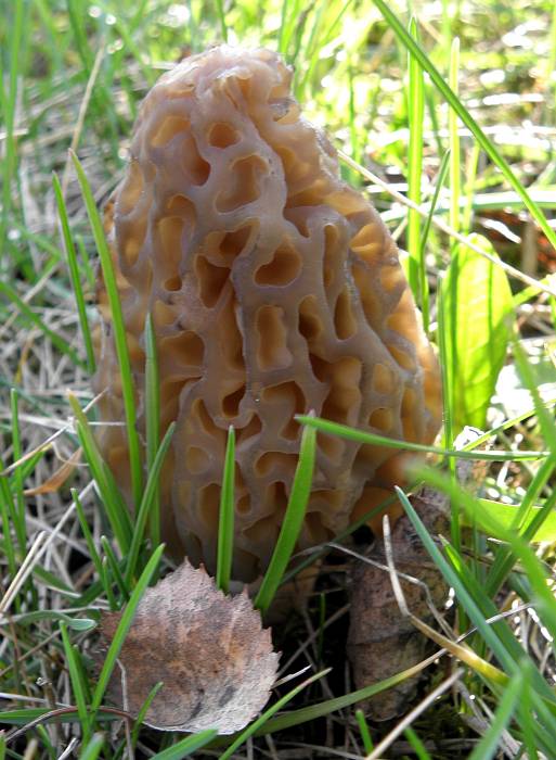 smrčok Morchella sp.