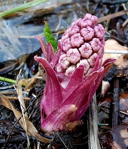 deväťsil lekársky Petasites hybridus (L.) P. Gaertn., B. Mey. et Scherb.