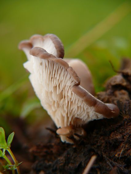 hliva ustricovitá Pleurotus ostreatus (Jacq.) P. Kumm.