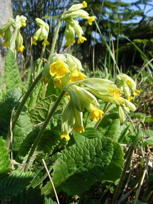 prvosienka jarná Primula veris L.