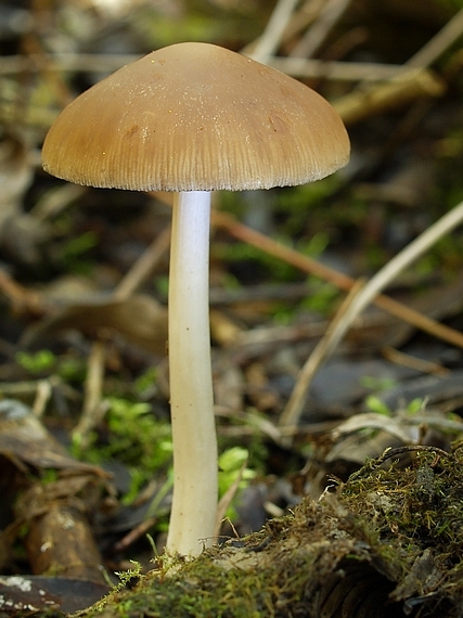 drobuľka Psathyrella sp.