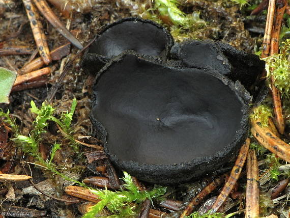 misôčka černastá Pseudoplectania nigrella (Pers.) Fuckel