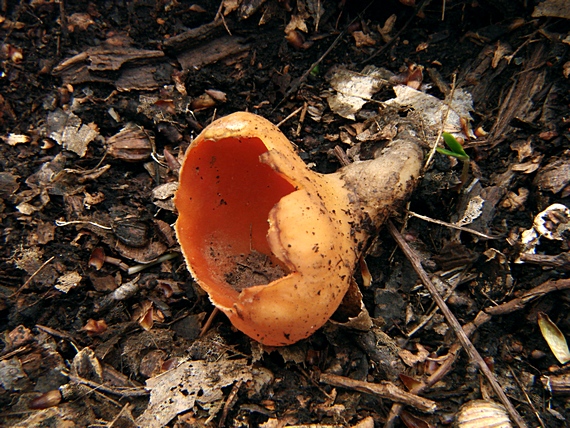 ohnivec rakúsky žltý Sarcoscypha austriaca var. lutea Ruini & Ruedl