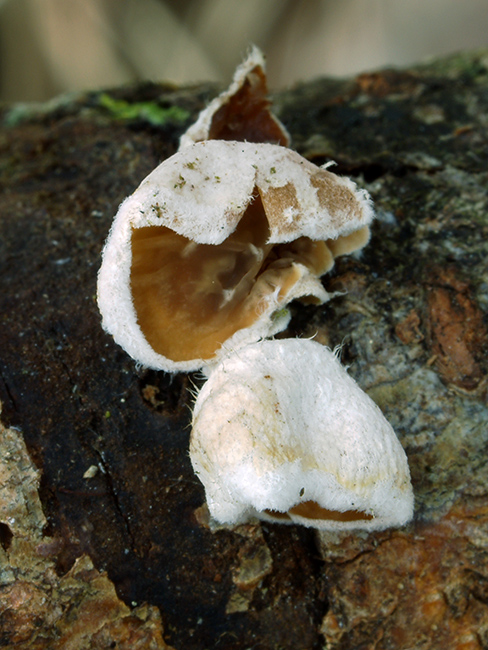 škľabka plstnatá Schizophyllum amplum (Lév.) Nakasone