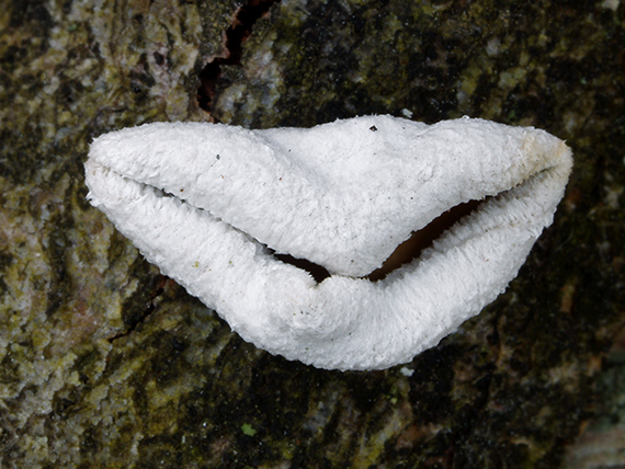 škľabka plstnatá Schizophyllum amplum (Lév.) Nakasone