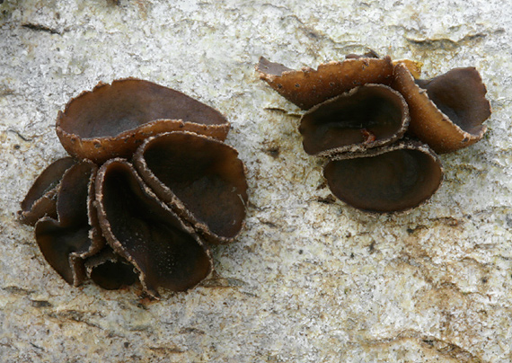 dutinovka lužná Sclerencoelia fascicularis (Alb. & Schwein.) P. Karst.