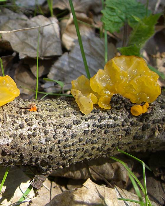 rôsolovka zlatožltá Tremella mesenterica Retz.