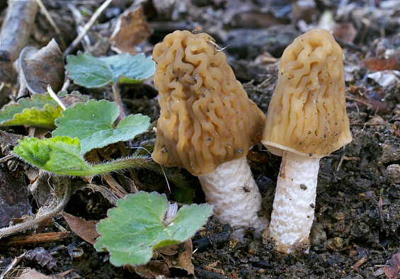 smrčkovec český Verpa bohemica (Krombh.) J. Schröt.