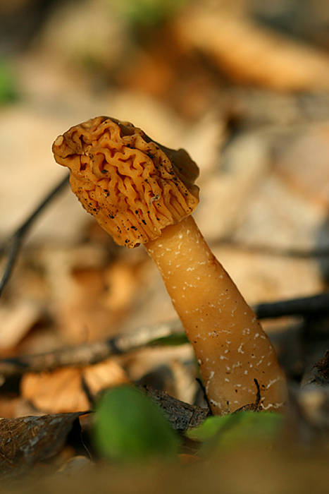 smrčkovec český Verpa bohemica (Krombh.) J. Schröt.