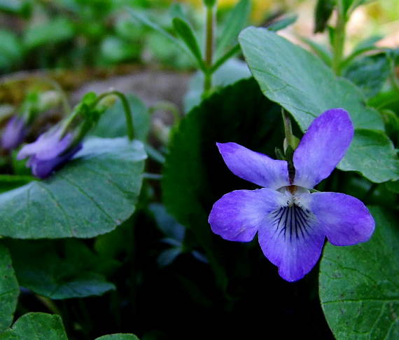 fialka  Viola