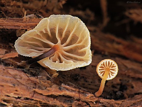 tanečnička zvončekovitá Xeromphalina campanella (Batsch) Maire