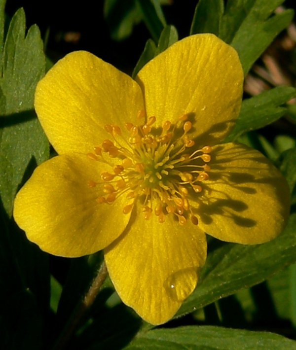 veternica iskerníkovitá Anemone ranunculoides L.