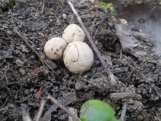 čírovnica májová Calocybe gambosa (Fr.) Donk