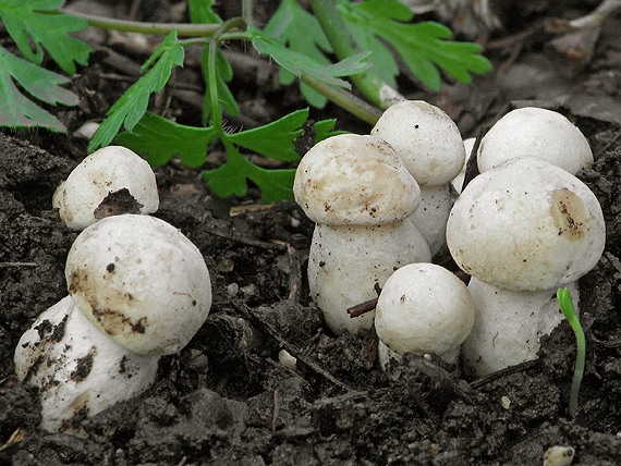 čírovnica májová Calocybe gambosa (Fr.) Donk