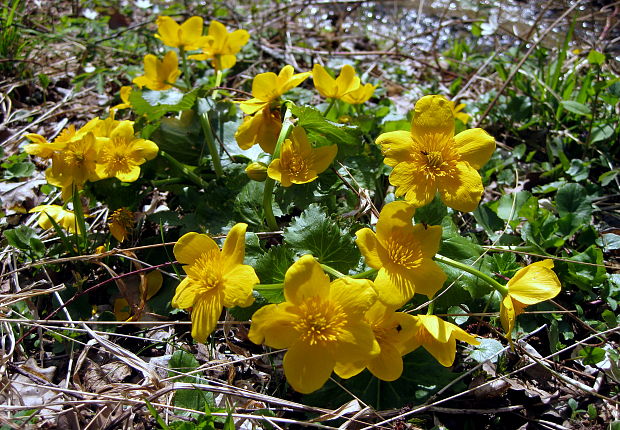 záružlie močiarne Caltha palustris L.