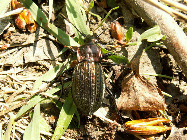 bystruška zlatomedená Carabus ullrichii