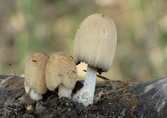 hnojník Coprinus sp.