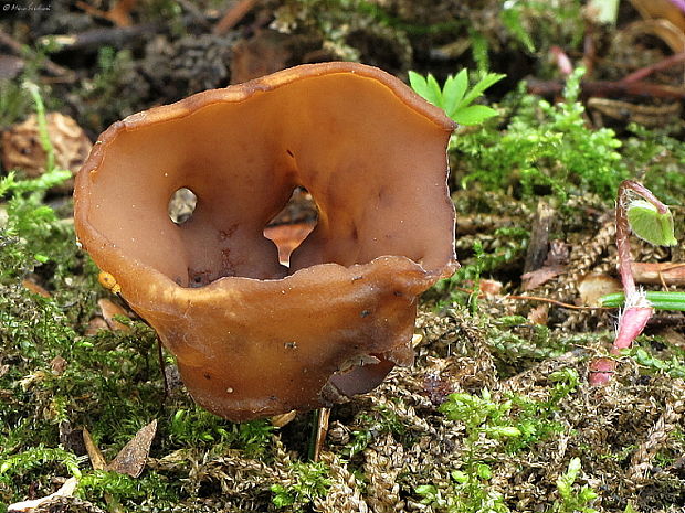 hľuznatka veternicová Dumontinia tuberosa (Bull.) L.M. Kohn