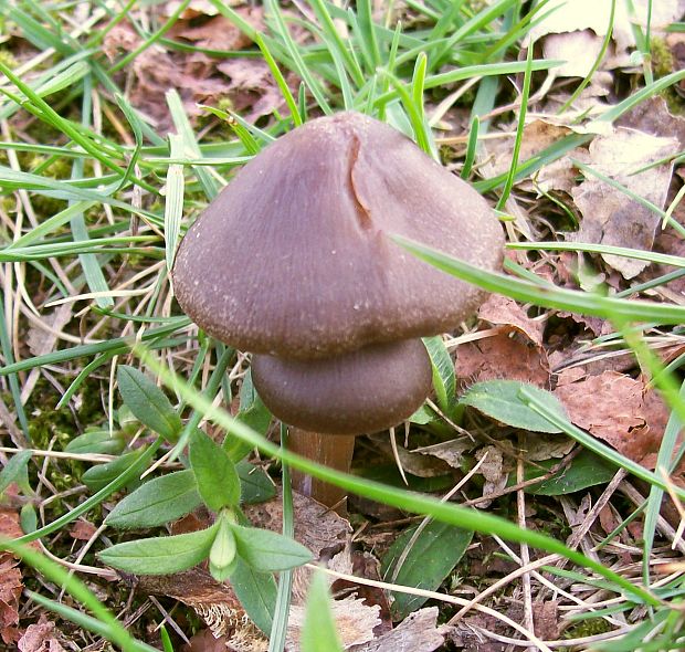 závojenka jarní Entoloma vernum S. Lundell