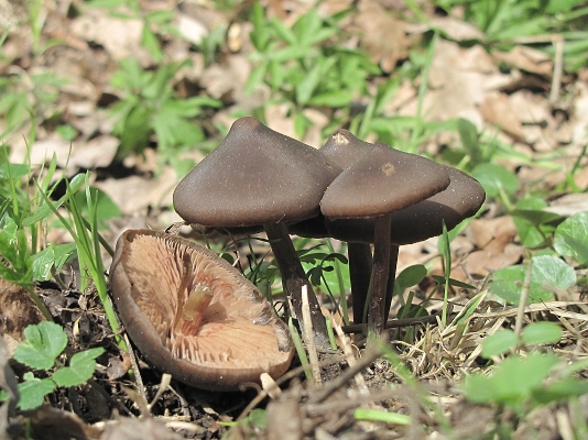 hodvábnica včasná-závojenka jarní Entoloma vernum S. Lundell