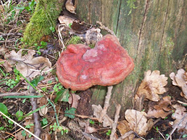 lesklokôrovka plochá Ganoderma applanatum (Pers.) Pat.