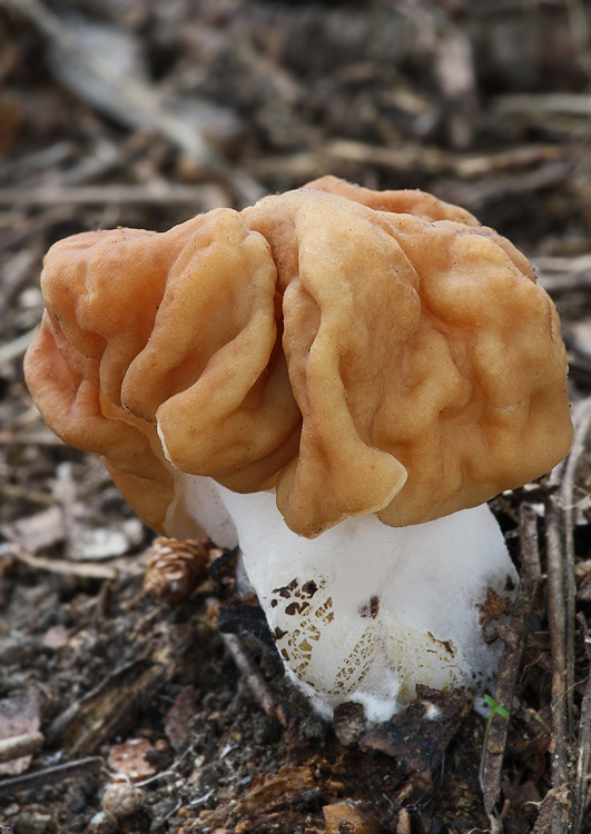 ušiak obrovský Gyromitra gigas (Krombh.) Cooke