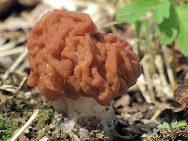 ušiak obrovský-ucháč obrovský Gyromitra gigas (Krombh.) Cooke