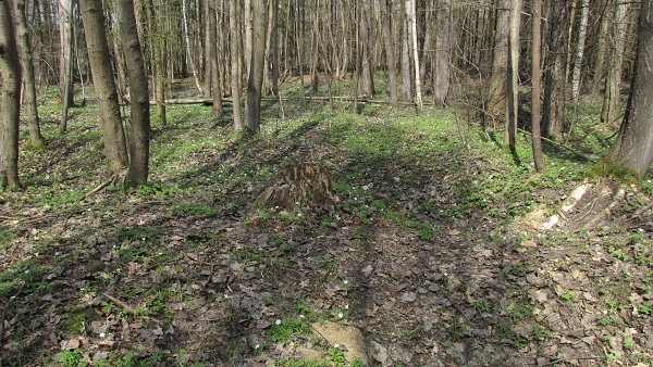 ušiak obrovský-ucháč obrovský Gyromitra gigas (Krombh.) Cooke