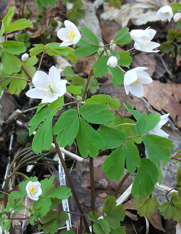 veterník žltuškovitý Isopyrum thalictroides L.