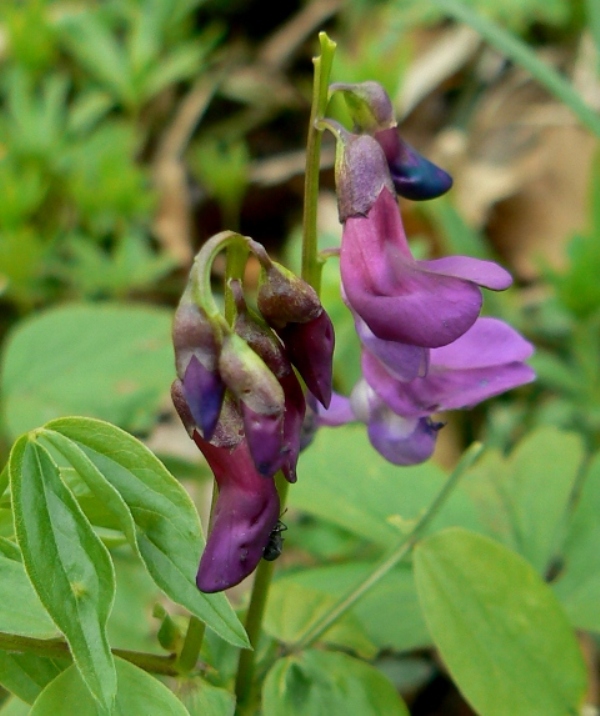 hrachor Lathyrus sp.