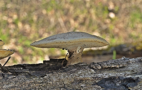 trúdnik plástovitý Lentinus arcularius (Batsch) Zmitr.