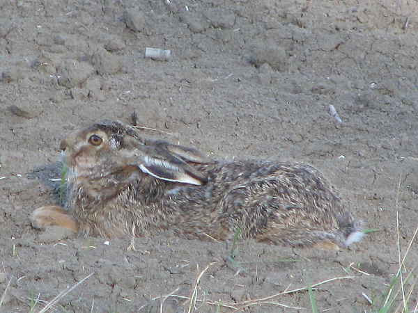 zajac poľný Lepus europaeus