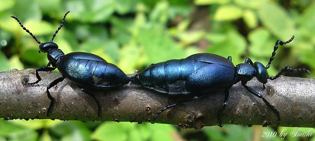 májka fialová párenie Meloe violaceus