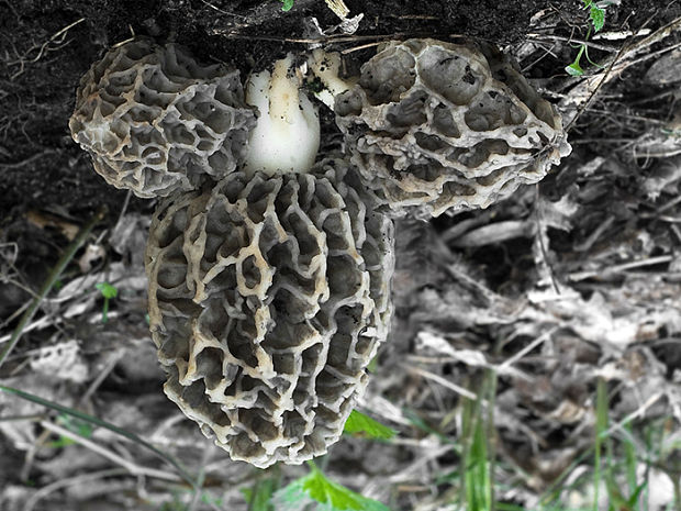 smrčok jedlý Morchella esculenta (L.) Pers.