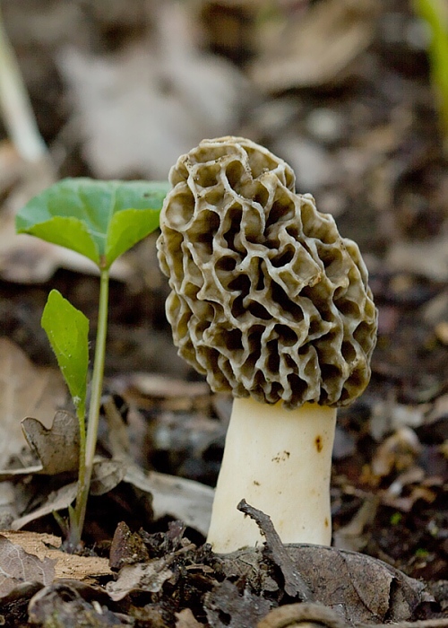 smrčok jedlý Morchella esculenta (L.) Pers.