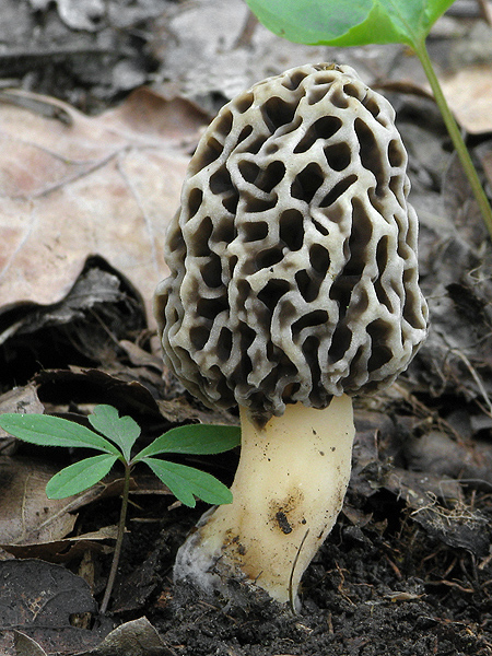 smrčok jedlý Morchella esculenta (L.) Pers.