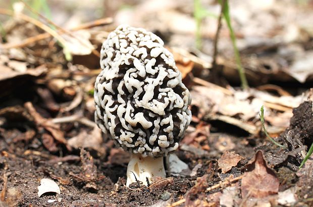 smrčok jedlý Morchella esculenta (L.) Pers.