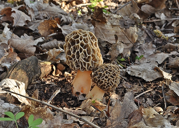 smrčok jedlý Morchella esculenta (L.) Pers.