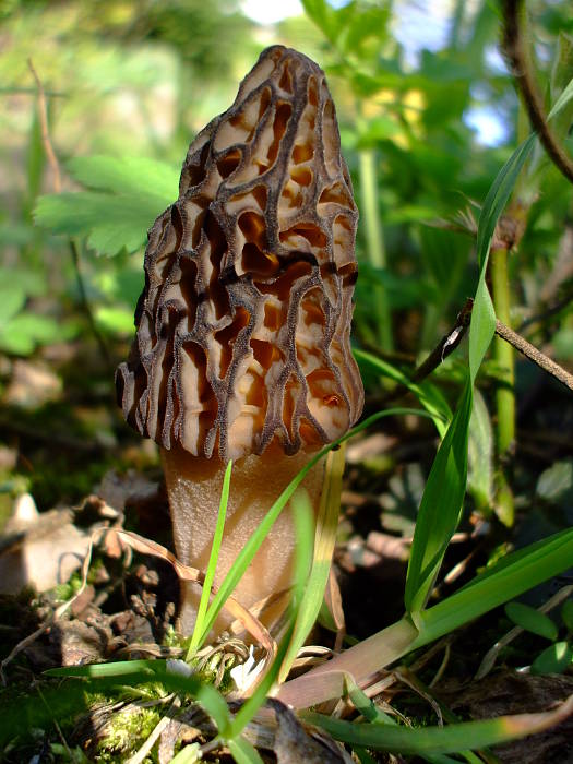 smrčok Morchella sp.