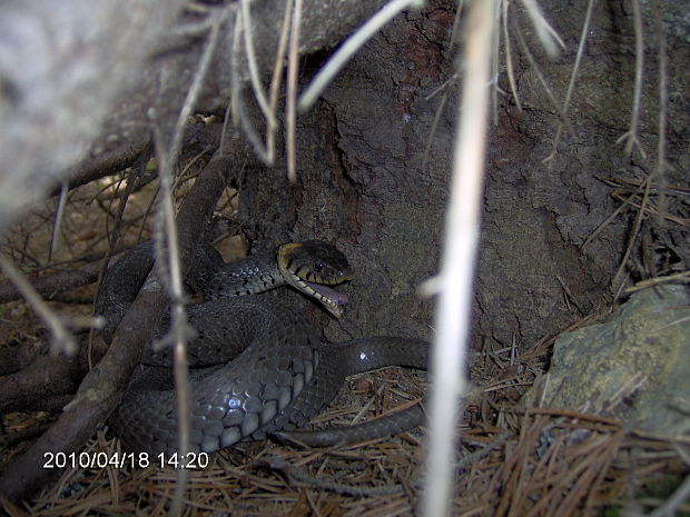 užovka obyčajná Natrix natrix