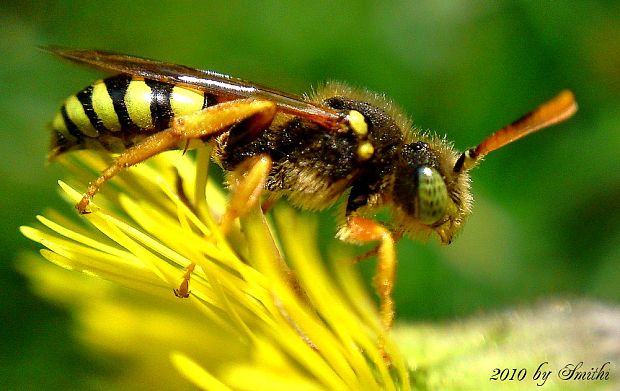 nomáda Nomada fucata cf.