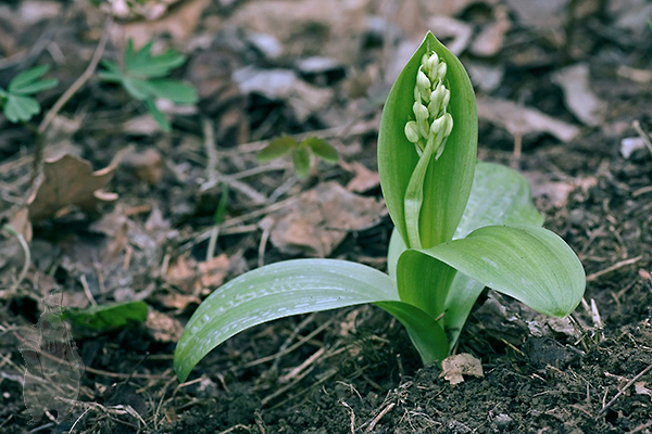 vstavač bledý Orchis pallens L.