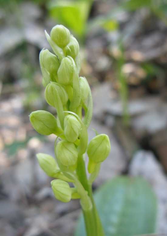 vstavač bledý Orchis pallens L.