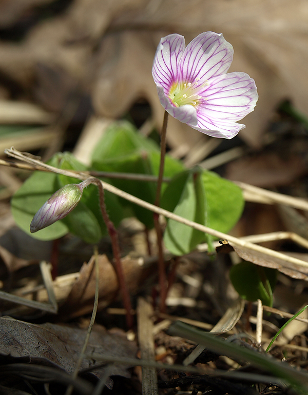 kyslička obyčajná Oxalis acetosella L.