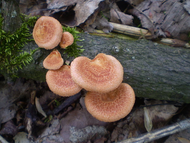 trúdnik Polyporus sp.